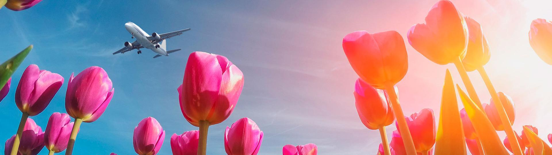 Фоновое изображение слайда.