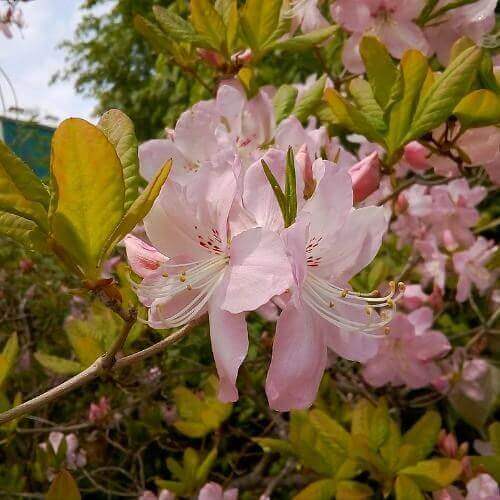 Фото: Tamaravn1973, CC BY-SA 4.0 https://creativecommons.org/licenses/by-sa/4.0, через Викисклад