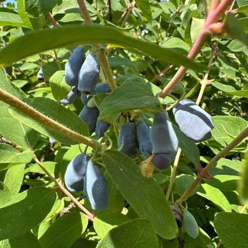 Ягодная ферма. Фото от партнёра.