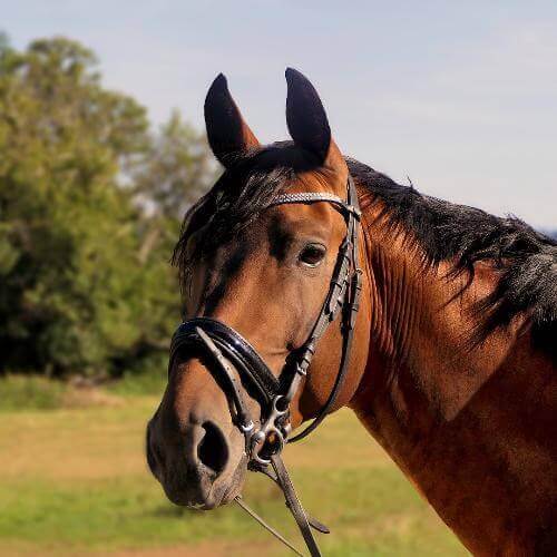 Источник: Pixabay