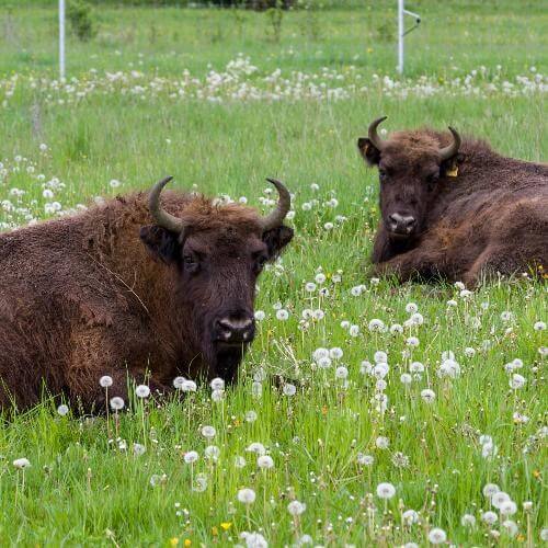 Фото: Thilo Parg, CC BY-SA 4.0 https://creativecommons.org/licenses/by-sa/4.0, via Wikimedia Commons