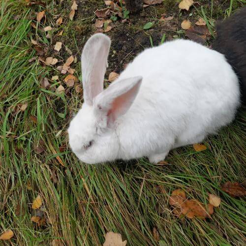 Фото: МВН, CC BY-SA 4.0 https://creativecommons.org/licenses/by-sa/4.0, via Wikimedia Commons