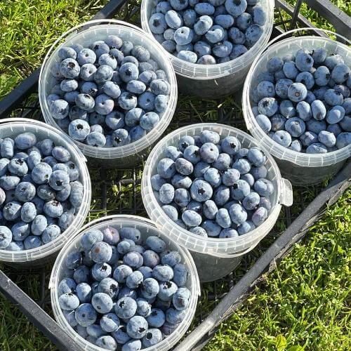 Ягодная ферма. Фото от партнёра.