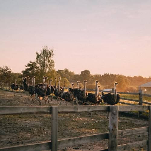 Экоферма «Изборский страус». Фото от партнёра.