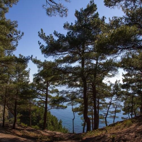 Фото: Alexey Komarov, CC BY-SA 3.0 https://creativecommons.org/licenses/by-sa/3.0, via Wikimedia Commons