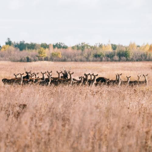 Фото: Центр туризма «Липецкая Земля»