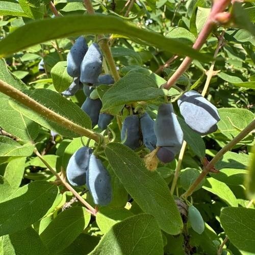 Фото: от партнера