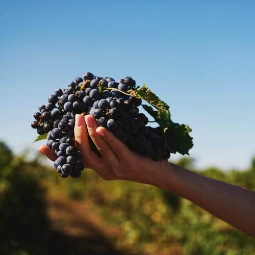 Виноградники Долины Дона. Фото: АНО «Агентство по туризму и деловым коммуникациям Ростовской области»