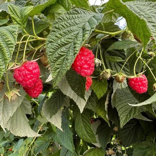 Фото: от партнера