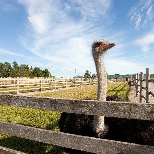 Экоферма Изборский страус. Фото: ГАУ ПО «Туристский информационный центр»