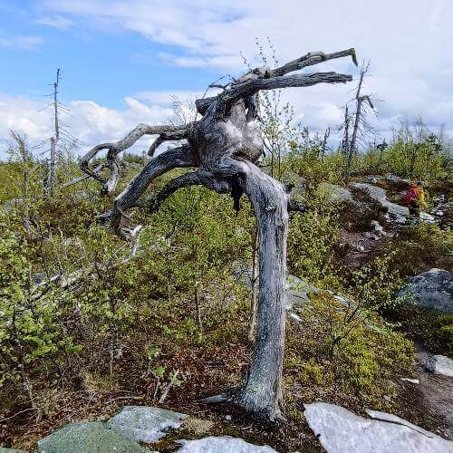 Фото от партнёра.