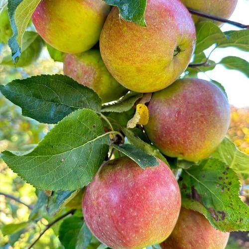 Фото: от партнера