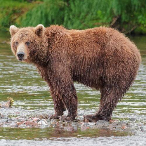 Kamchatka Brown Bear near Dvuhyurtochnoe. Фото: Robert F. Tobler, CC BY-SA 4.0 https://creativecommons.org/licenses/by-sa/4.0, via Wikimedia Commons