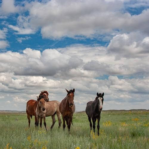 Фото: Andrey Shishkalov, CC BY-SA 4.0 https://creativecommons.org/licenses/by-sa/4.0