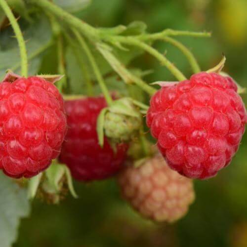 Источник: Pixabay