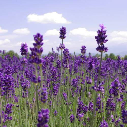 Источник: Unsplash