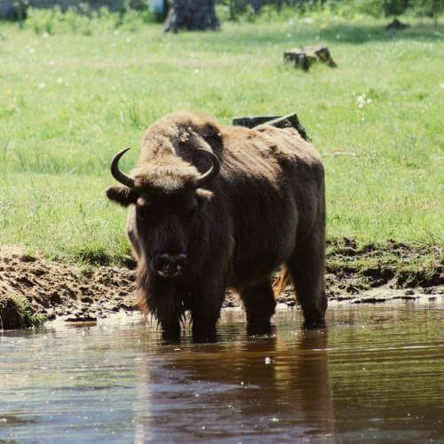 Беловежская пуща. Фото от партнёра.