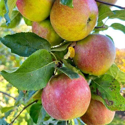 Ягодная ферма. Фото от партнёра.