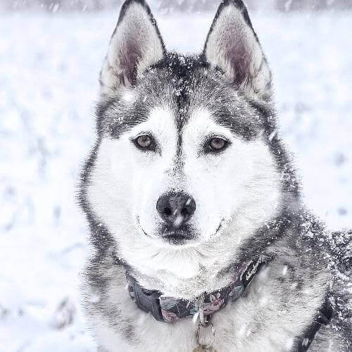 Источник: Pixabay