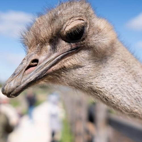 Экоферма «Изборский страус». Фото от партнёра.