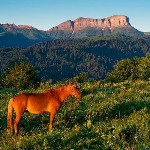 Фото: Андрей Олешко, CC BY-SA 4.0 https://creativecommons.org/licenses/by-sa/4.0, via Wikimedia Commons