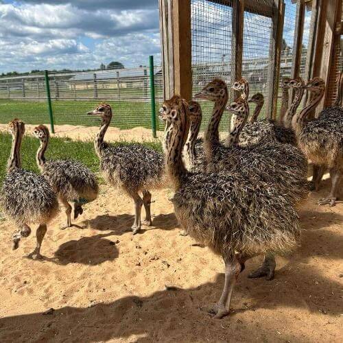 Экоферма «Изборский страус». Фото от партнёра.