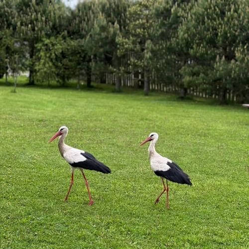 Экоферма «Изборский страус». Фото от партнёра.