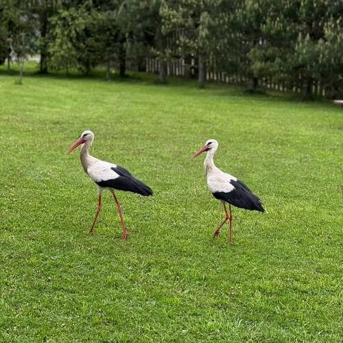 Фото: от партнера