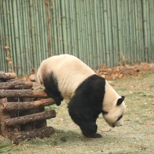 Image by traditional chinese medician · 素君 from Pixabay