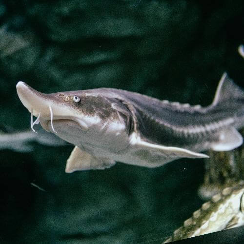 Фотограф: Parviz Hajizada: https://www.pexels.com/ru-ru/photo/29452932/