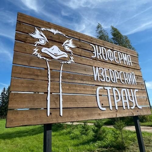 Экоферма «Изборский страус». Фото от партнёра.