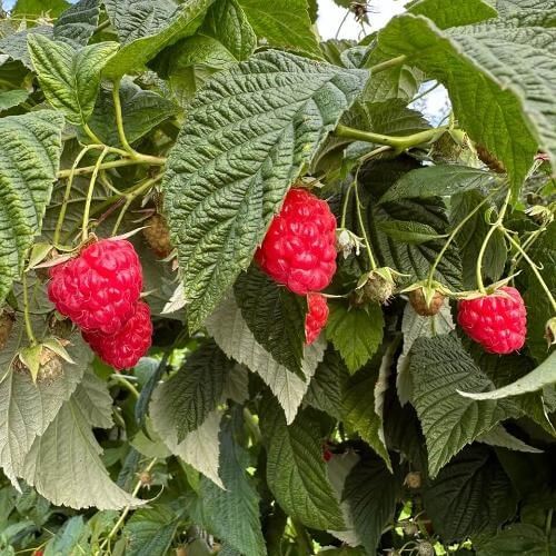 Ягодная ферма. Фото от партнёра.