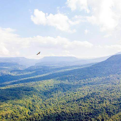 Фото: Alexey Komarov, CC BY 3.0 https://creativecommons.org/licenses/by/3.0, via Wikimedia Commons