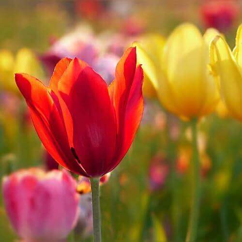 Источник: Pixabay