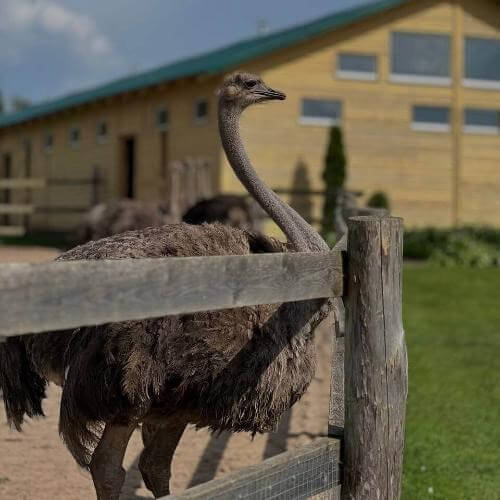 Экоферма «Изборский страус». Фото от партнёра.