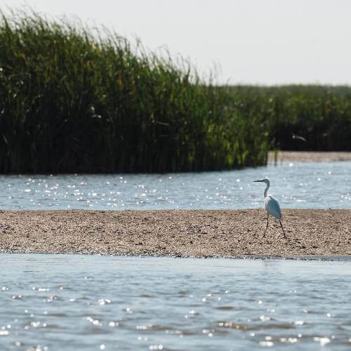 Фото: Ted.ns, CC BY-SA 4.0 https://creativecommons.org/licenses/by-sa/4.0, через Викисклад