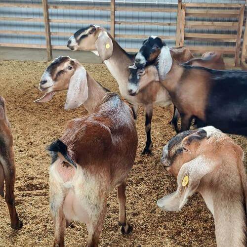 Сыроварня «Тремпелис». Фото от партнёра