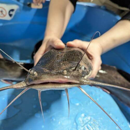 Сомовая ферма. Фото из собственного архива.