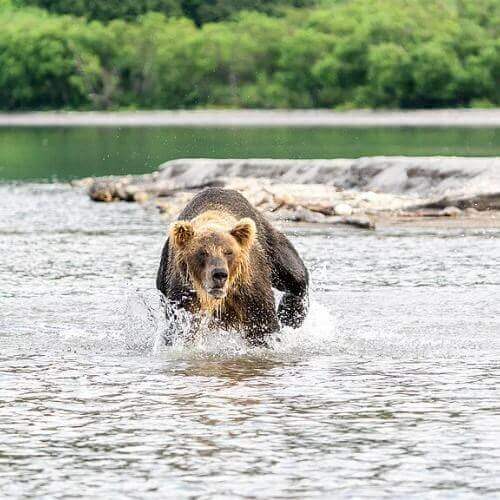 Фото: Kandukuru Nagarjun from Bangalore, India, CC BY 2.0 https://creativecommons.org/licenses/by/2.0, через Викисклад