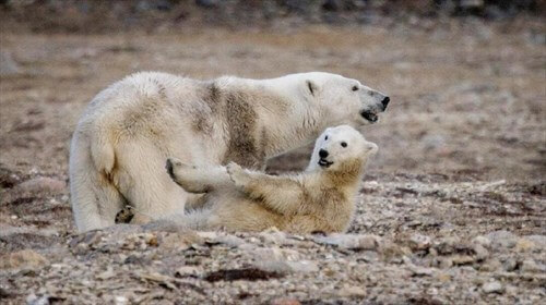 Чукотка и остров Врангеля: в царстве белого медведя