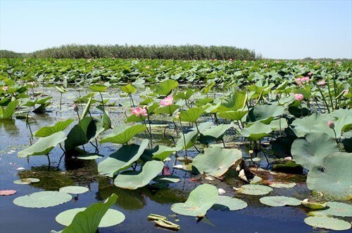 В край "каспийской розы"