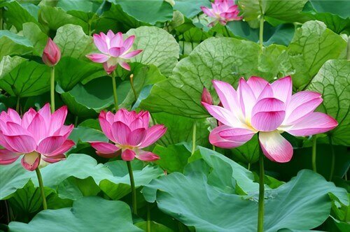 В край "каспийской розы"