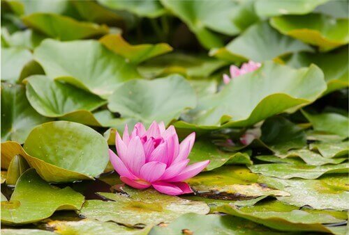 В край «каспийской розы»